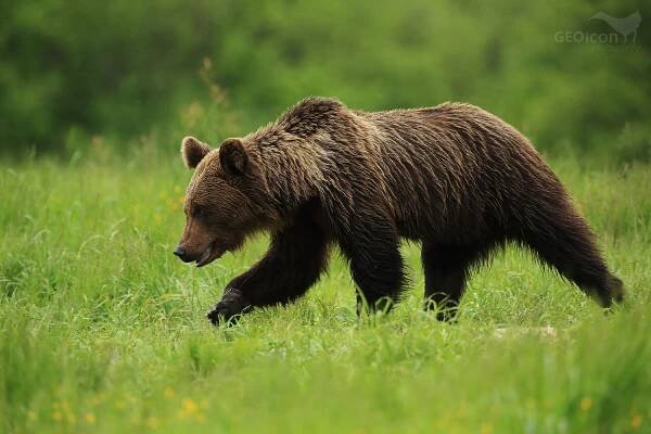 Brown bear / medvěd hnědý (Ursus arctos)