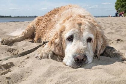 Horký letní den prožijte se svým psem raději ve stínu 