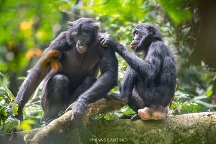 Bonobo female grooming male, Kokolopori Bonobo Reserve, Congo DRC