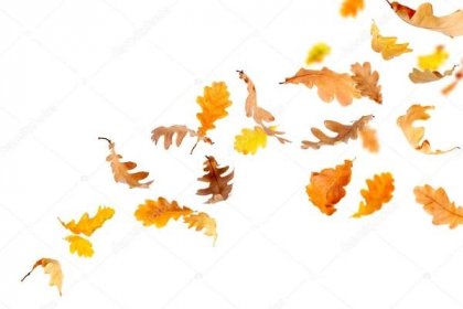 Stáhnout - Dubové listí padající a spřádání izolovaných na bílém — Stock obrázek