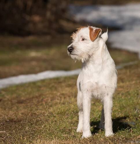 Venery Chip - Little Eden Jack Russell Terriers