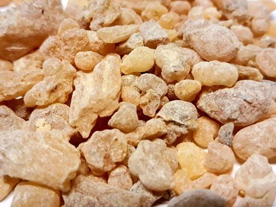 Boswellia sacra 