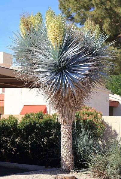 yucca rigida