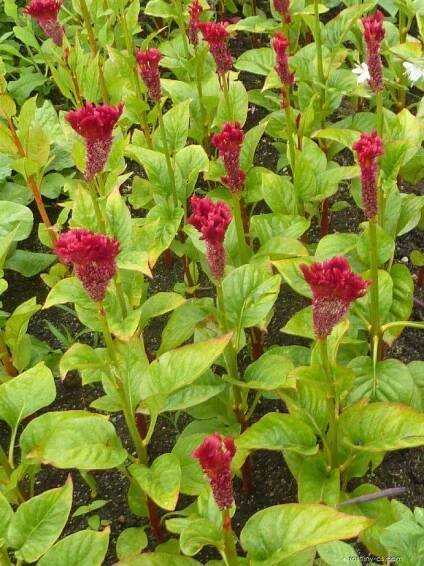 Nevadlec hřebenitý - Celosia argentea var. cristata, rostlina