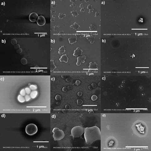 A Staphylococcus epidermidis és az Aspergillus niger sejtkárosodása