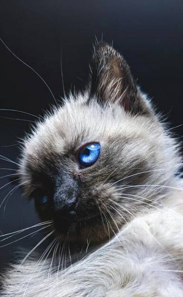 Detailní Portrét Siamské Kočky S Modrýma Očima · Základová fotografie zdarma