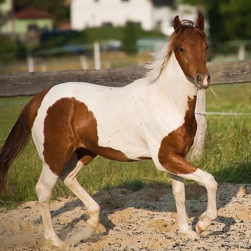 Koně na prodej – Ranch 3R