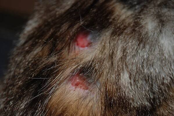 Netypická bleší dermatitida u kočky – Horská veterinární klinika s.r.o.