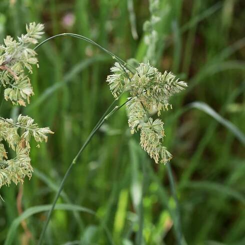 Orchardgrass, Dactylis glomerata