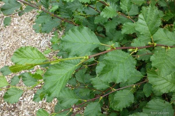 Olše zelená (Alnus alnobetula)