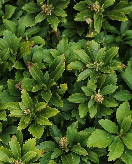 Guide to Pachysandra