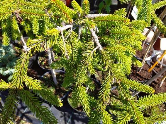 Smrk ztepilý - Picea abies ´Inversa´ - Image 3