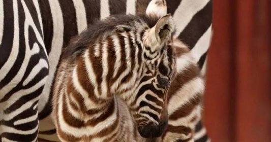 V liberecké zoo se narodilo mládě zebry bezhřívé. Za poslední tři roky se to na světě stalo jen třikrát