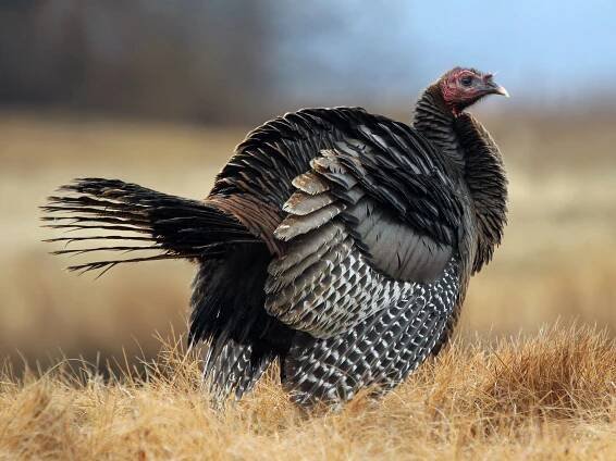  - Wild Turkey