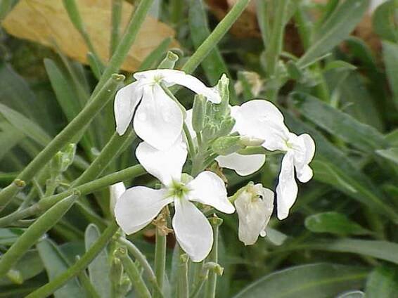 Brassicaceae — Wikipédia