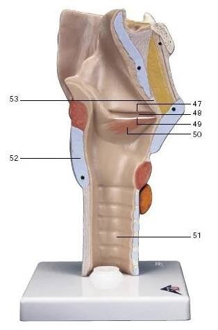 Model lidského hrtanu - 7 částí - larynx - modely lidské dýchací soustavy