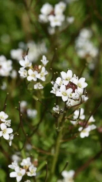 10 flowers and fruits that explode like bombs ( almost!)