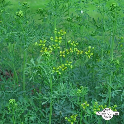 BIO Routa vonná od Magic Garden Seeds - Přírodní zahrady