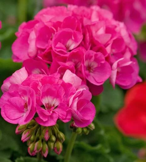 maestro rose pink geranium