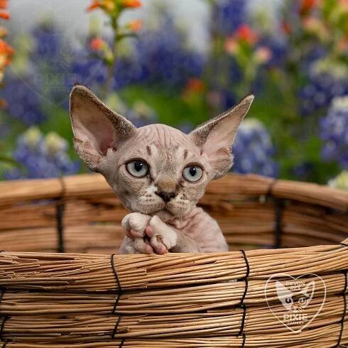 Finn, boy, born on 01.01.25. Devon Rex Pixie Cattery