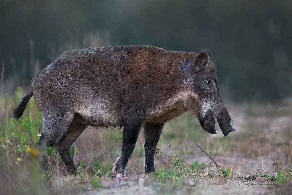 Sudokopytníci prasatovití | Štěpán Mikulka | Wildlife fotograf
