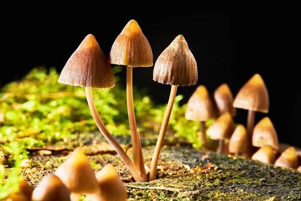 magic mushrooms: potential benefits, risks, treatment options.