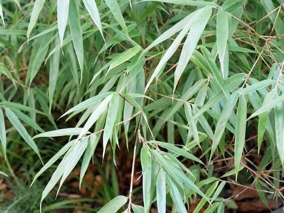 Fargesia dracocephala (rufa) Gartenbambus 11
