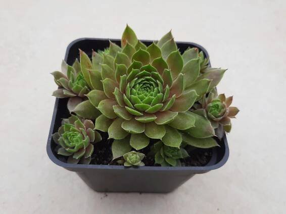 Sempervivum Bloody Mary