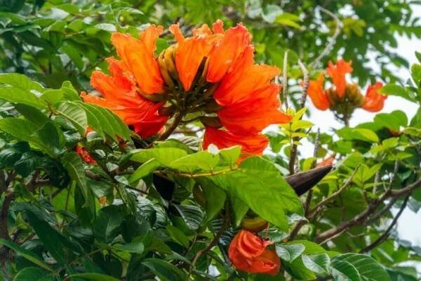 African Tulip Tree (Spathodea campanulata) produce beautiful types of oranges flowers