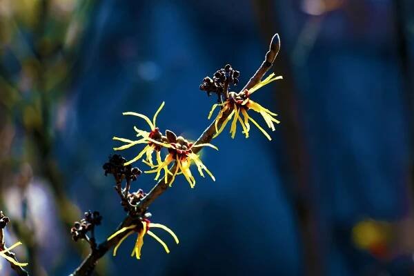Witch hazel twig (Hamamelis virginiana)