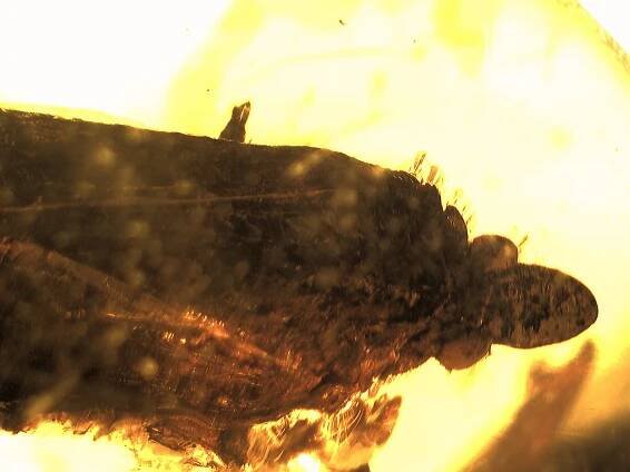 - Dominican amber, Baltic amber and Mexican- Chiapas - amber