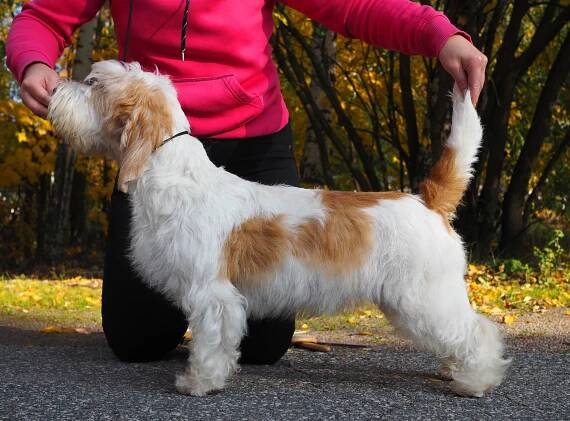 Arwen – After Me – Petit Basset Griffon Vendeen