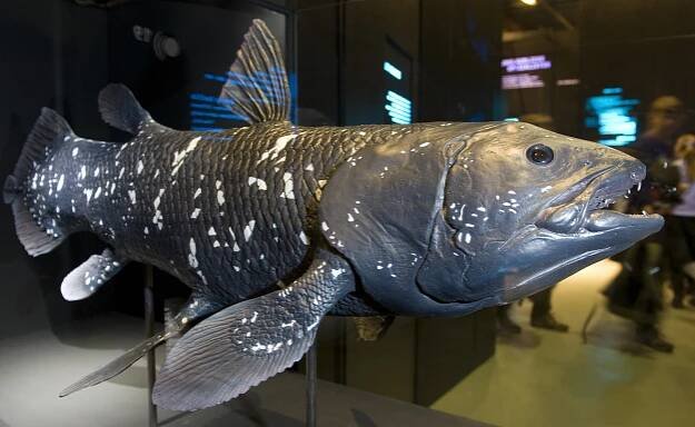 A model of a "Coelacanth fish" is displayed at an exhibition hall on November 4, 2010 in Dresden, Germany. CREDIT: Robert Michael/AFP via Getty Images.
