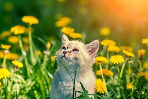 Ten Lives Cat Rescue - Volunteer