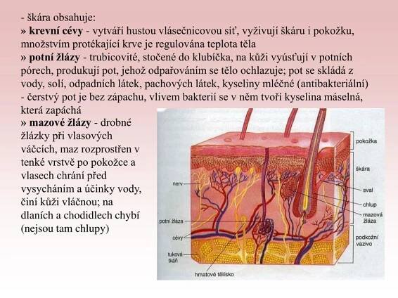 PPT - Kožní soustava - kůže je největší orgán lidského těla PowerPoint Presentation - ID:3334458