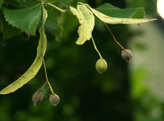 File:Tilia platyphyllos Owoce lipy 656.jpg - Wikimedia Commons