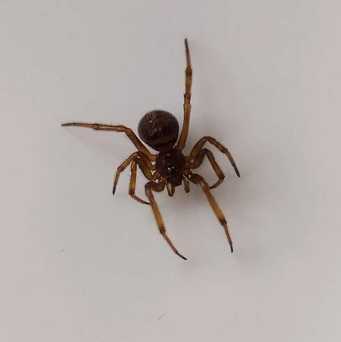 Soubor:Steatoda bipunctata, female.jpg – Wikipedie