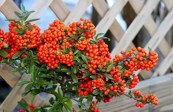 pyracantha keř poblíž altánku