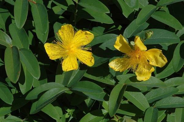 Hypericum calycinum - třezalka kalíškatá