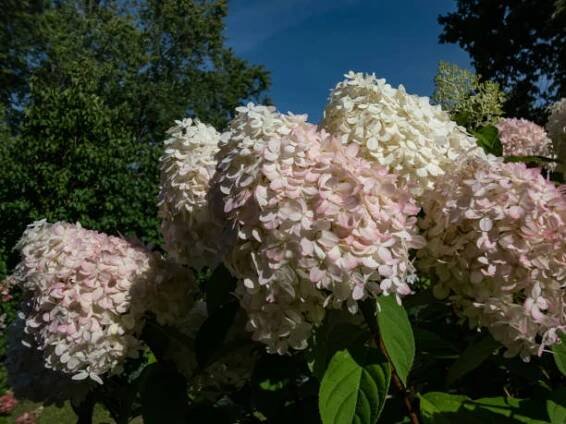 hydrangea paniculata 'phantom' kvetoucí hustými kuželovitými květy, otevírajícími se krémově bílými s trochou limetkově zeleného zarudnutí uprostřed léta - hydrangea paniculata - stock snímky, obrázky a fotky