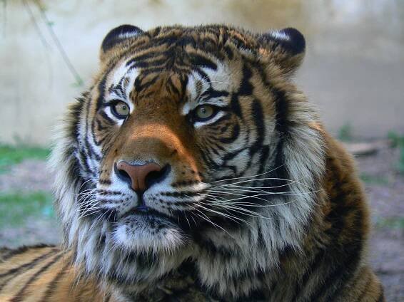 Tapeta Tyger - Wallpaper.cz