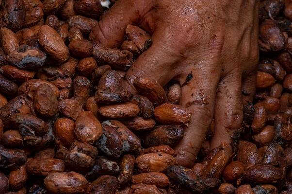 Cocoa -