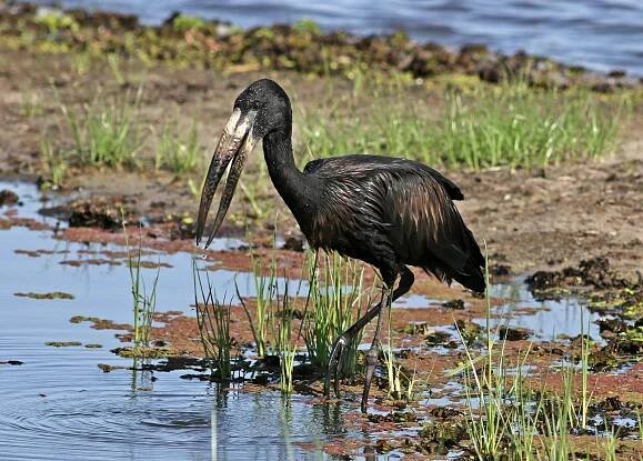 bezplatná Zobák africký (Anastomus lamelligerus) prozkoumává mokřad v národním parku Chobe v Botswaně. Základová fotografie