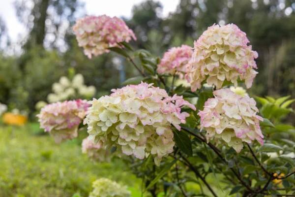 hydrangea paniculata druh fraise melba hortenzie s růžovými květy kvete v zahradě v létě - hydrangea paniculata - stock snímky, obrázky a fotky