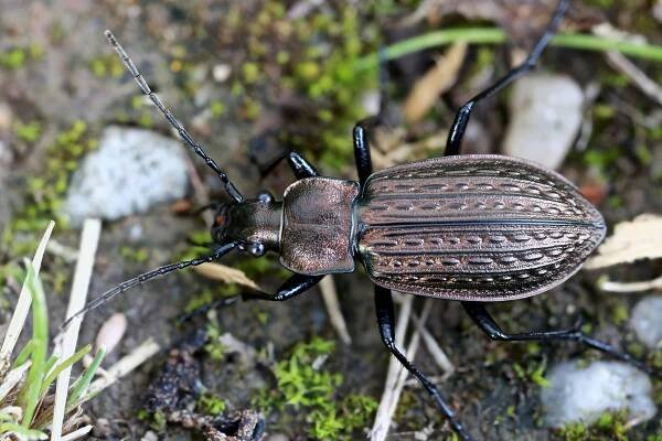 Carabus granulatus granulatus
