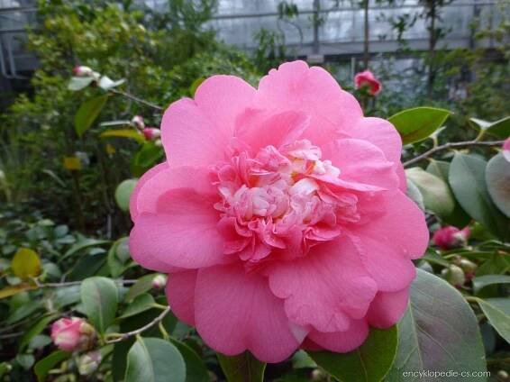 Kamélie japonská (Camellia japonica)