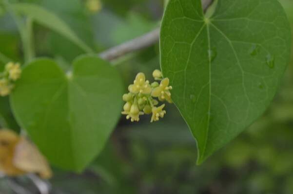 Tinospora cordifolia – eFlora of India