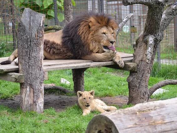 Park exotických zvířat ZOO Dvorec u Borovan - Penzion Schwarzenberský seník