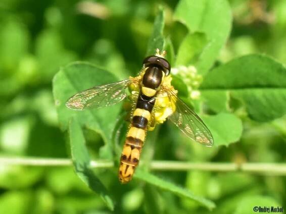 Sphaerophoria - pestřenka | Syrphidae - pestřenkovití | Natura Bohemica