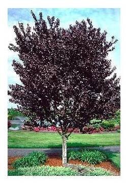 Prunus cerasifera Nigra (myrobalán červenolistý)